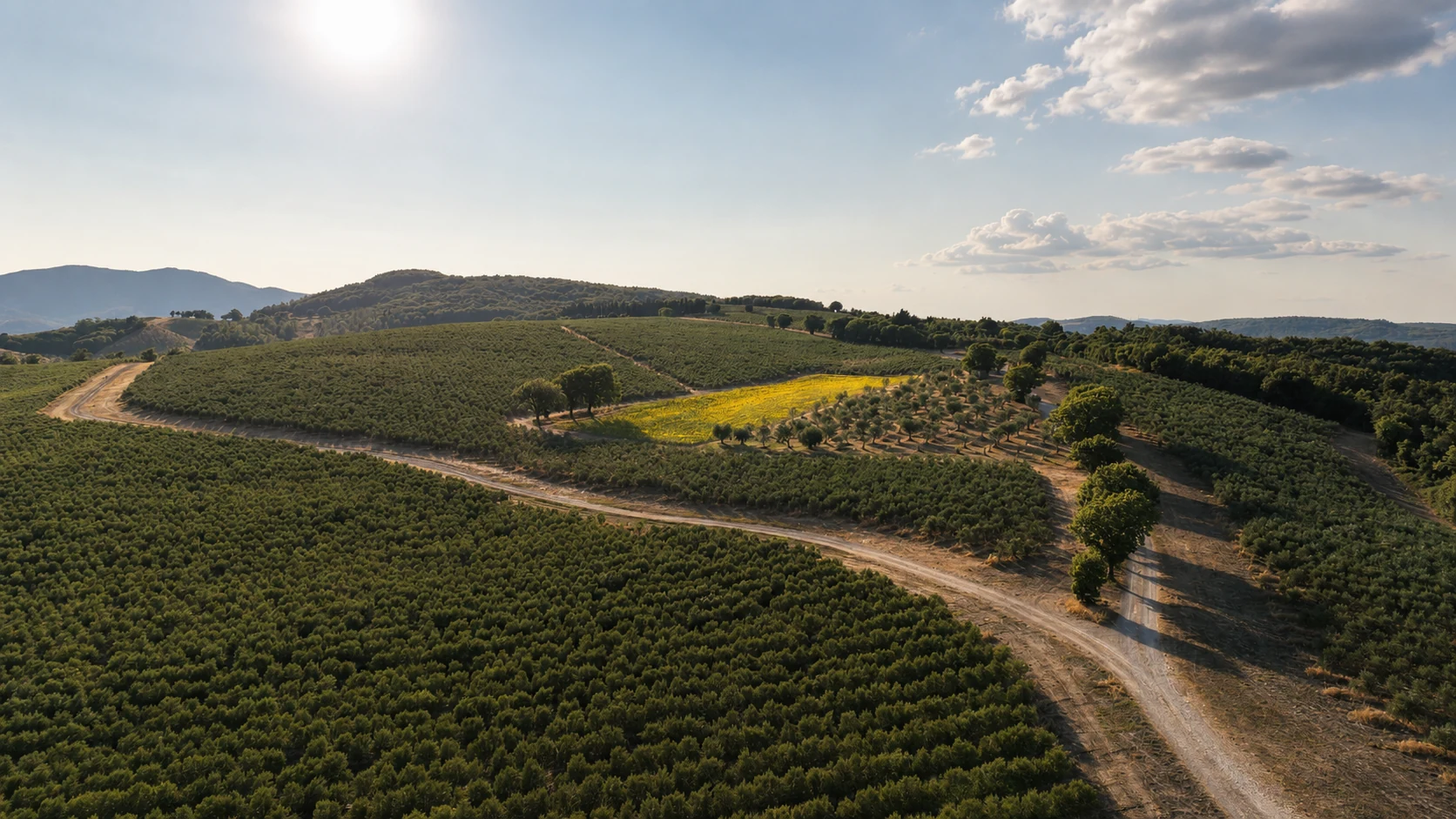 Terre Del Papa organic olive grove across the Umbrian hills